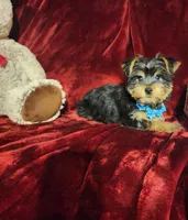 LEGEND , a male Yorkshire Terrier for sale in Polk City, FL – Photo 2 of 10