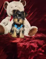 LEGEND , a male Yorkshire Terrier for sale in Polk City, FL – Photo 4 of 10