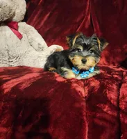LEGEND , a male Yorkshire Terrier for sale in Polk City, FL – Photo 5 of 10