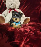 LEGEND , a male Yorkshire Terrier for sale in Polk City, FL – Photo 8 of 10