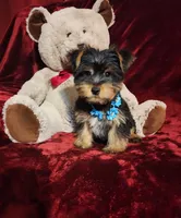LEGEND , a male Yorkshire Terrier for sale in Polk City, FL – Photo 10 of 10