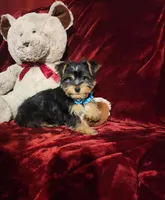 LEGEND , a male Yorkshire Terrier for sale in Polk City, FL – Photo 7 of 10