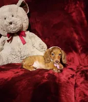 RORY, a female Miniature Dachshund for sale in Polk City, FL – 2 of 10