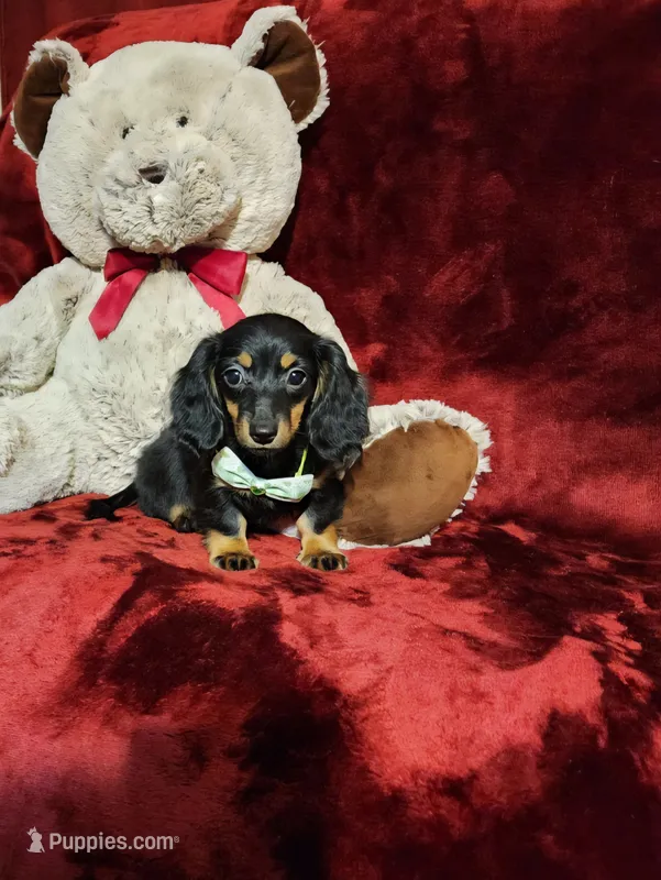 WILLOW – Miniature Dachshund puppy for sale in Polk City, FL