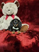 WILLOW, a female Miniature Dachshund for sale in Polk City, FL – 1 of 10