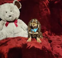 SNICKERS, a male Miniature Dachshund for sale in Polk City, FL – Photo 5 of 10