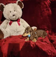 SNICKERS, a male Miniature Dachshund for sale in Polk City, FL – Photo 6 of 10