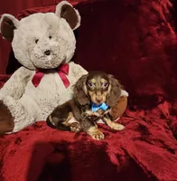 SNICKERS, a male Miniature Dachshund for sale in Polk City, FL – Photo 4 of 10