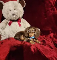 SNICKERS, a male Miniature Dachshund for sale in Polk City, FL – Photo 7 of 10