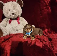 SNICKERS, a male Miniature Dachshund for sale in Polk City, FL – Photo 9 of 10