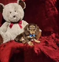 SNICKERS, a male Miniature Dachshund for sale in Polk City, FL – Photo 8 of 10