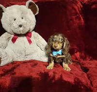 SNICKERS, a male Miniature Dachshund for sale in Polk City, FL – Photo 10 of 10