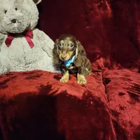 SNICKERS, a male Miniature Dachshund for sale in Polk City, FL – Photo 2 of 10