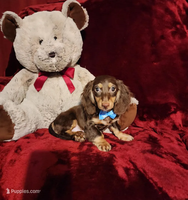 SNICKERS – Miniature Dachshund puppy for sale in Polk City, FL