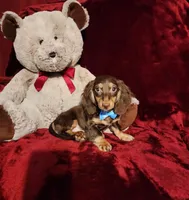 SNICKERS, a male Miniature Dachshund for sale in Polk City, FL – Photo 1 of 10