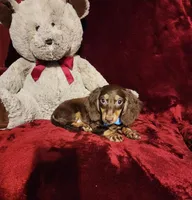 SNICKERS, a male Miniature Dachshund for sale in Polk City, FL – Photo 3 of 10