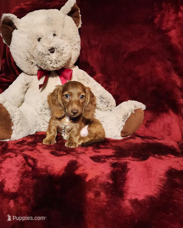 WILLIE – Miniature Dachshund puppy for sale in Polk City, FL