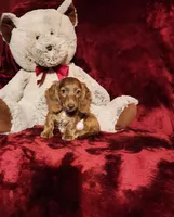 WILLIE, a male Miniature Dachshund for sale in Polk City, FL – 1 of 10