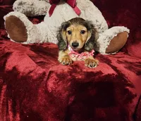 HONEY, a female Miniature Dachshund for sale in Polk City, FL – 2 of 10