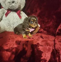 KISSES, a female Miniature Dachshund for sale in Polk City, FL – 8 of 10