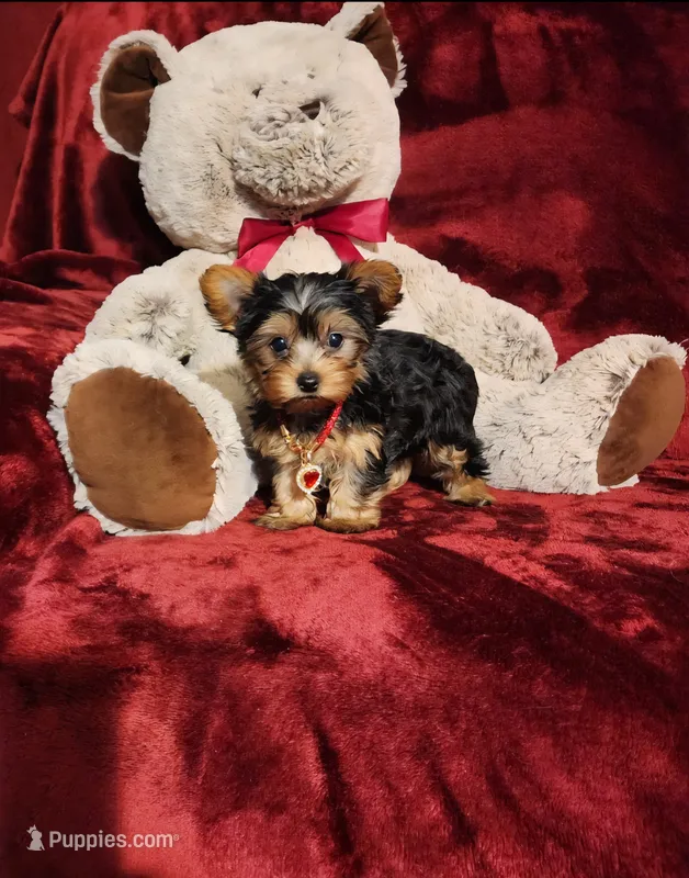 POPPY – Yorkshire Terrier puppy for sale in Polk City, FL