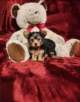 POPPY, a female Yorkshire Terrier for sale in Polk City, FL – 1 of 10