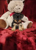 MUGSY, a male Yorkshire Terrier for sale in Polk City, FL – 4 of 10