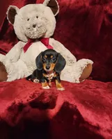 OAKLEY , a female Miniature Dachshund for sale in Polk City, FL – 5 of 10