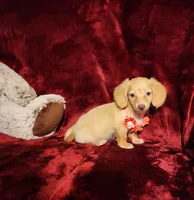 BUTTERCUP, a female Miniature Dachshund for sale in Polk City, FL – 7 of 10