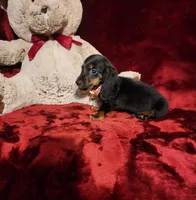WALKER, a male Miniature Dachshund for sale in Polk City, FL – 6 of 10