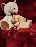 BUTTERCUP, a female Miniature Dachshund for sale in Polk City, FL – 2 of 10