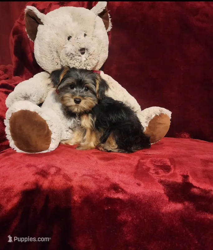 LOUIE – Yorkshire Terrier puppy for sale in Polk City, FL