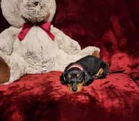 MAGGIE , a female Miniature Dachshund for sale in Polk City, FL – 2 of 10