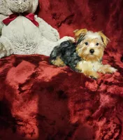 LOKI, a male Yorkshire Terrier for sale in Polk City, FL – 3 of 10