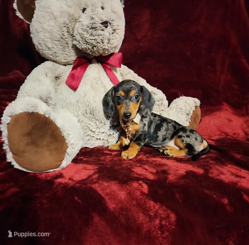 DOLLY – Miniature Dachshund puppy for sale in Polk City, FL