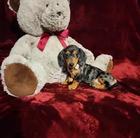 DOLLY, a female Miniature Dachshund for sale in Polk City, FL – 1 of 10