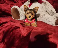 PIPPA, a female Yorkshire Terrier for sale in Polk City, FL – 3 of 10