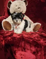PIPPA, a female Yorkshire Terrier for sale in Polk City, FL – 4 of 10