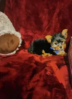 PEANUT, a male Yorkshire Terrier for sale in Polk City, FL – 7 of 10