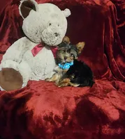 KNOX, a male Yorkshire Terrier for sale in Polk City, FL – 9 of 10