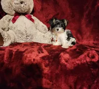 PIPPA , a female Yorkshire Terrier for sale in Polk City, FL – 9 of 10