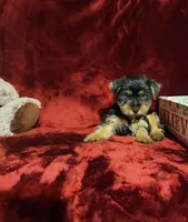 MUGSY, a male Yorkshire Terrier for sale in Polk City, FL – 3 of 10