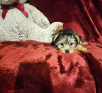 CHLOE, a female Yorkshire Terrier for sale in Polk City, FL – 5 of 10
