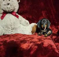 HANK, a male Miniature Dachshund for sale in Polk City, FL – 8 of 10