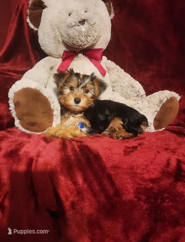 TOBY – Yorkshire Terrier puppy for sale in Polk City, FL