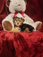 TOBY, a male Yorkshire Terrier for sale in Polk City, FL – 1 of 1