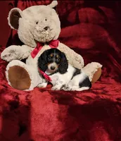 LAKOTA, a female Miniature Dachshund for sale in Polk City, FL – 9 of 10