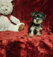 BEAR BEAR , a male Yorkshire Terrier for sale in Polk City, FL – 5 of 10