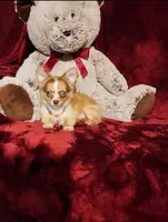 MANGO, a male Chihuahua for sale in Polk City, FL – 6 of 10