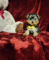 POPPY , a female Yorkshire Terrier for sale in Polk City, FL – Photo 2 of 10